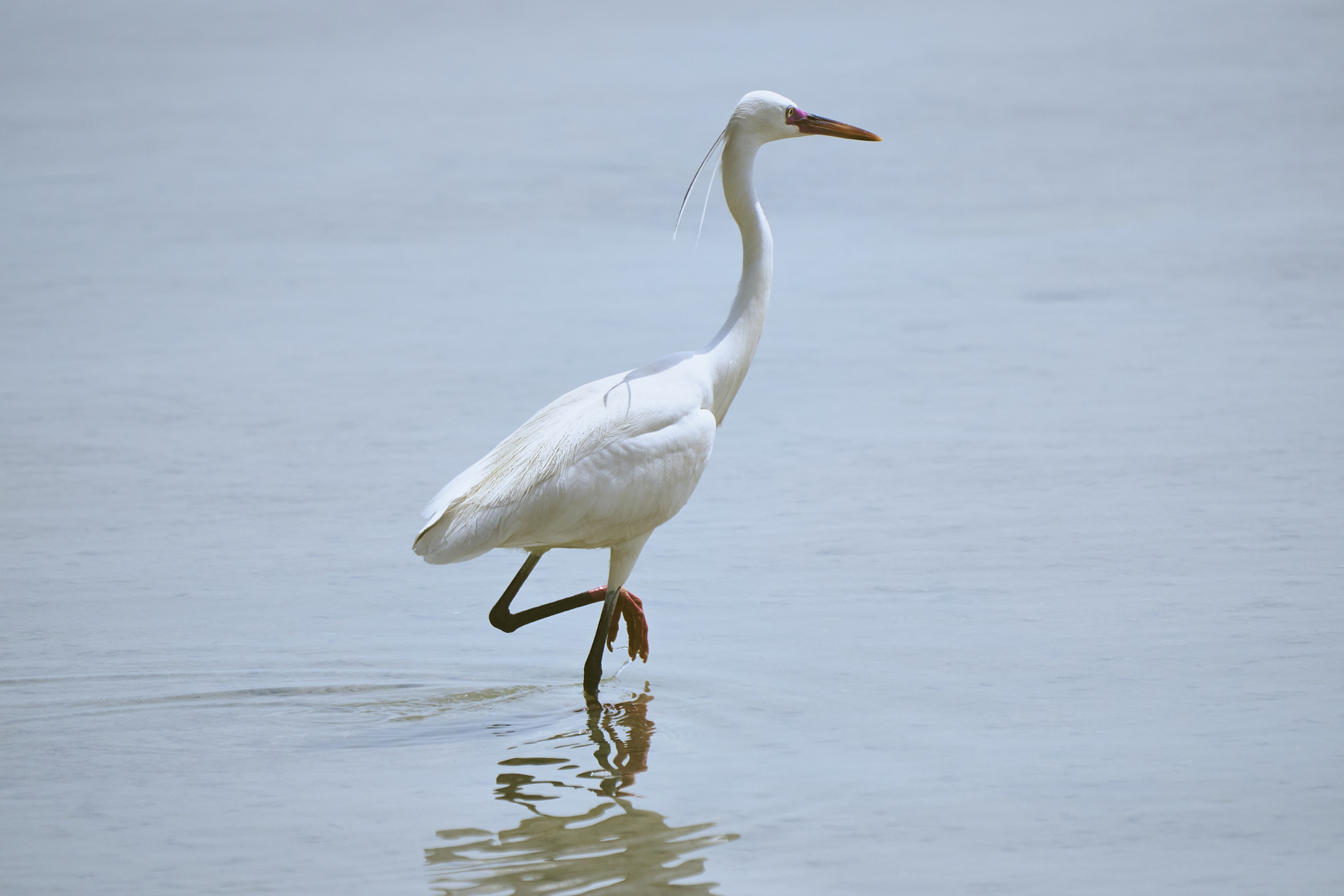 White Heron