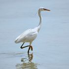 White Heron