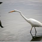 White heron and cormorant