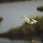 White Heron-Blackwater Wildlife Preserve, MD