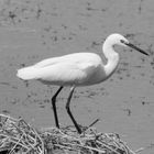 White Heron - B/W