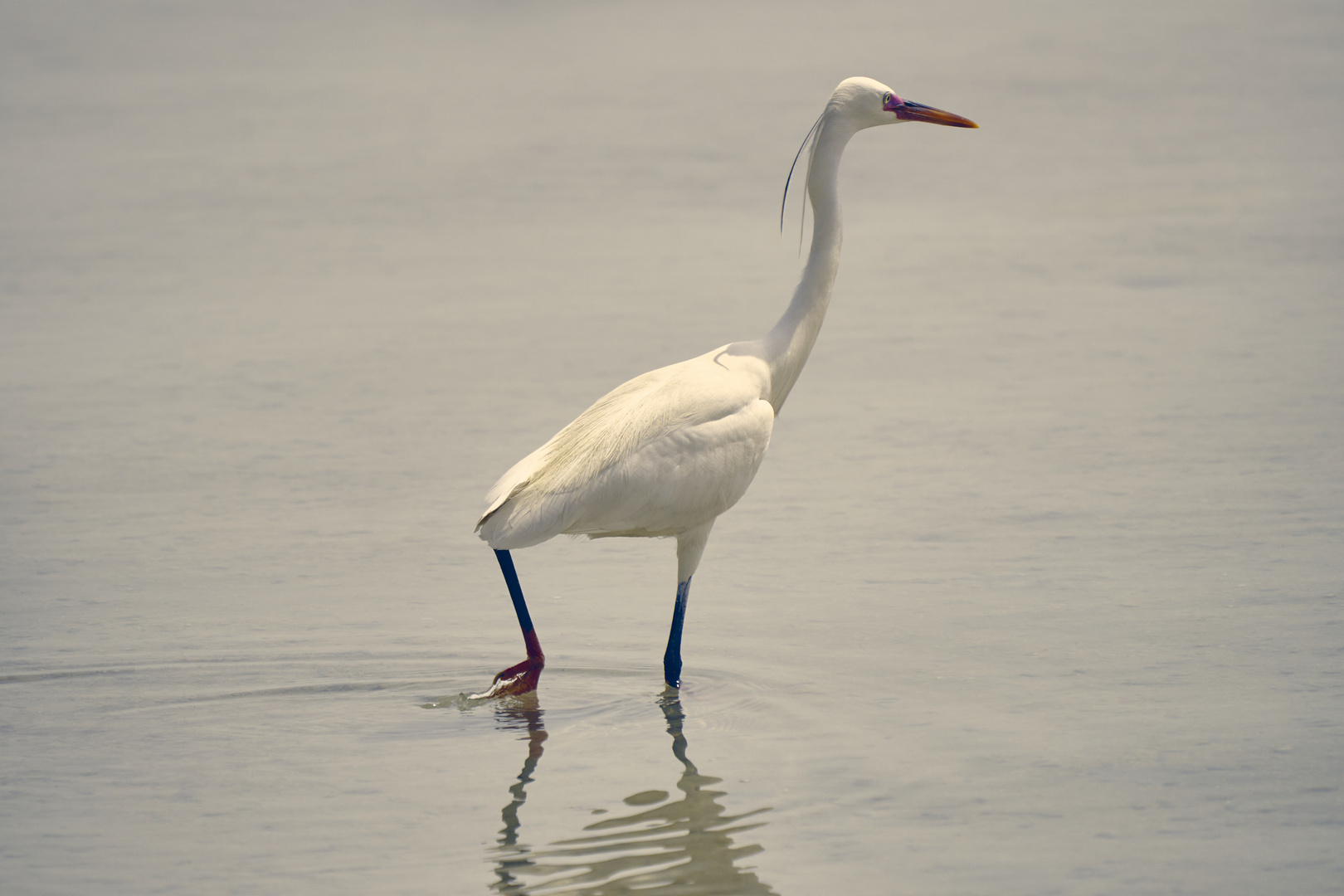 White Heron