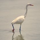 White Heron