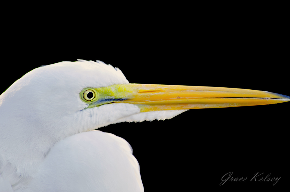 White Heron