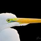 White Heron