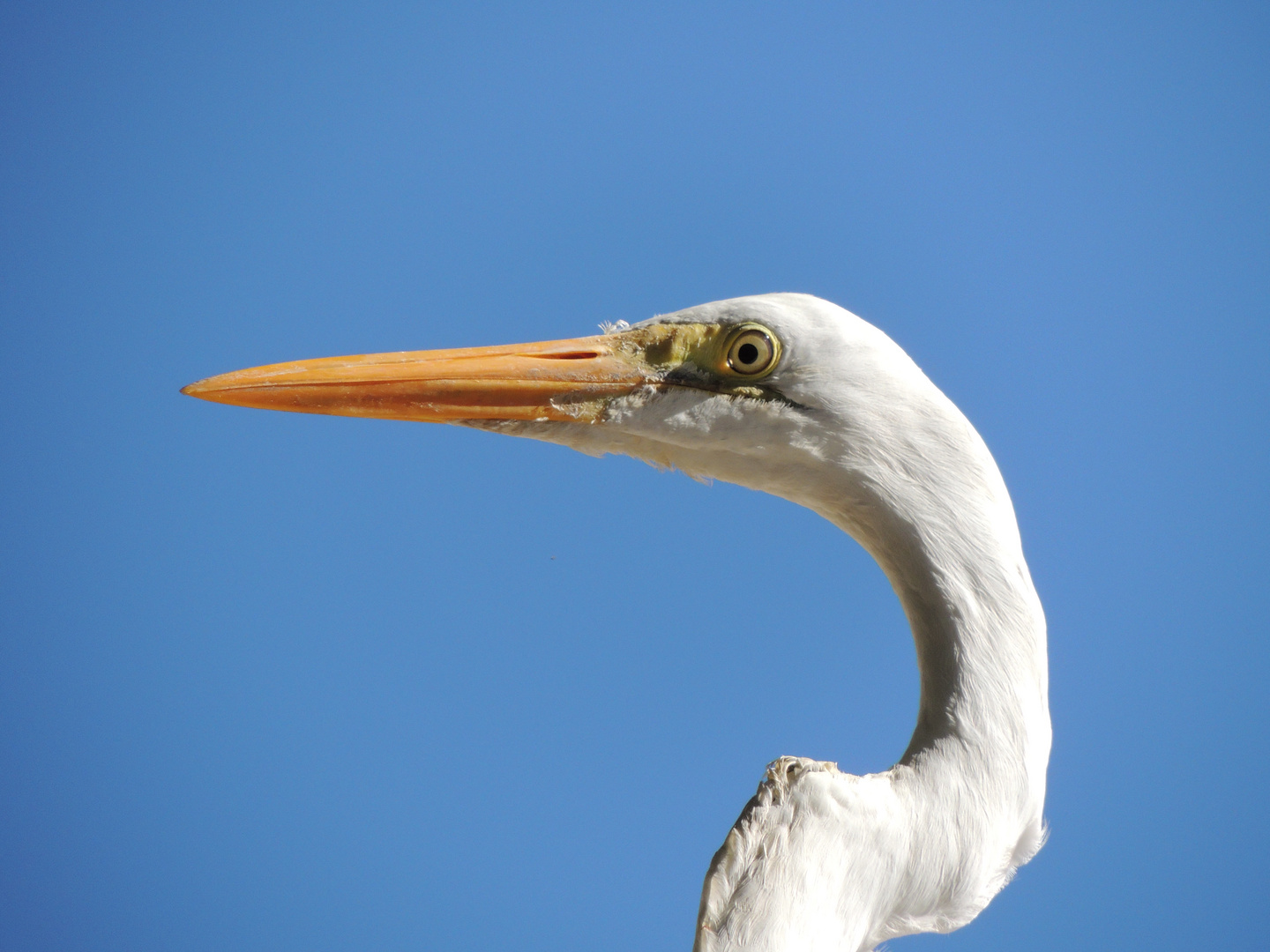 White heron