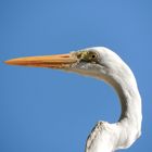 White heron