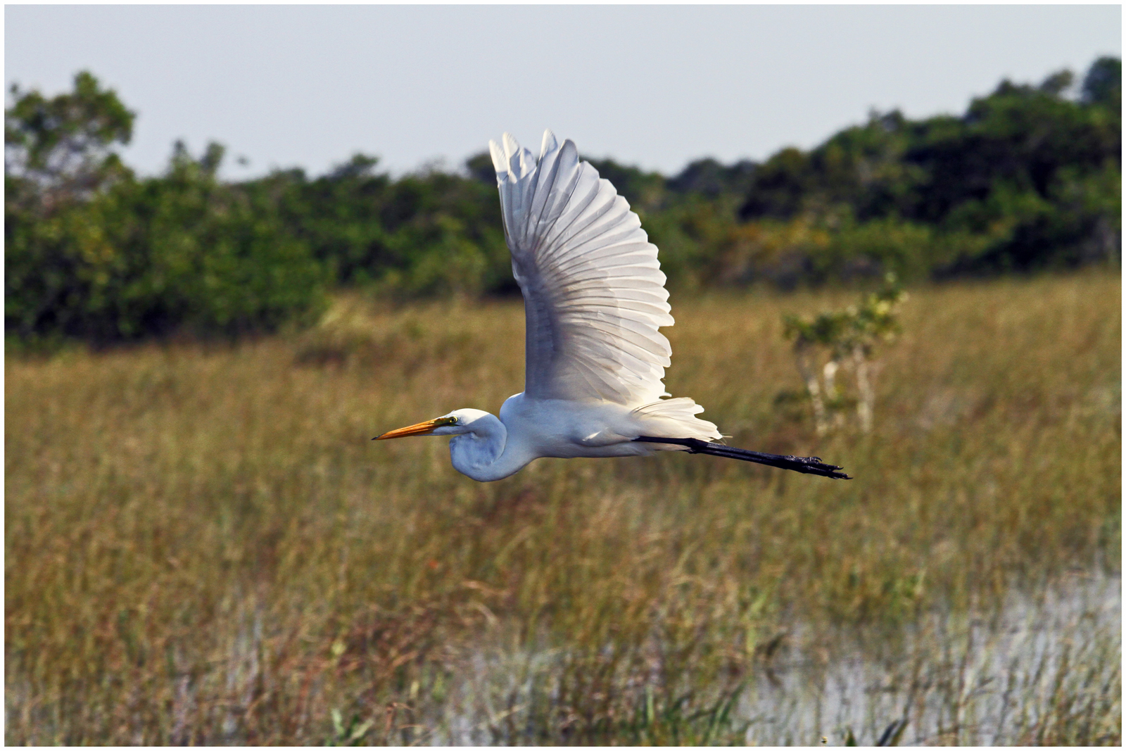 White Heron in den Everglades