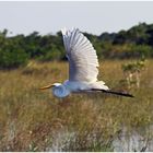 White Heron in den Everglades