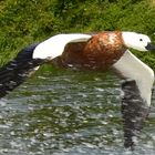 White Heron Tour