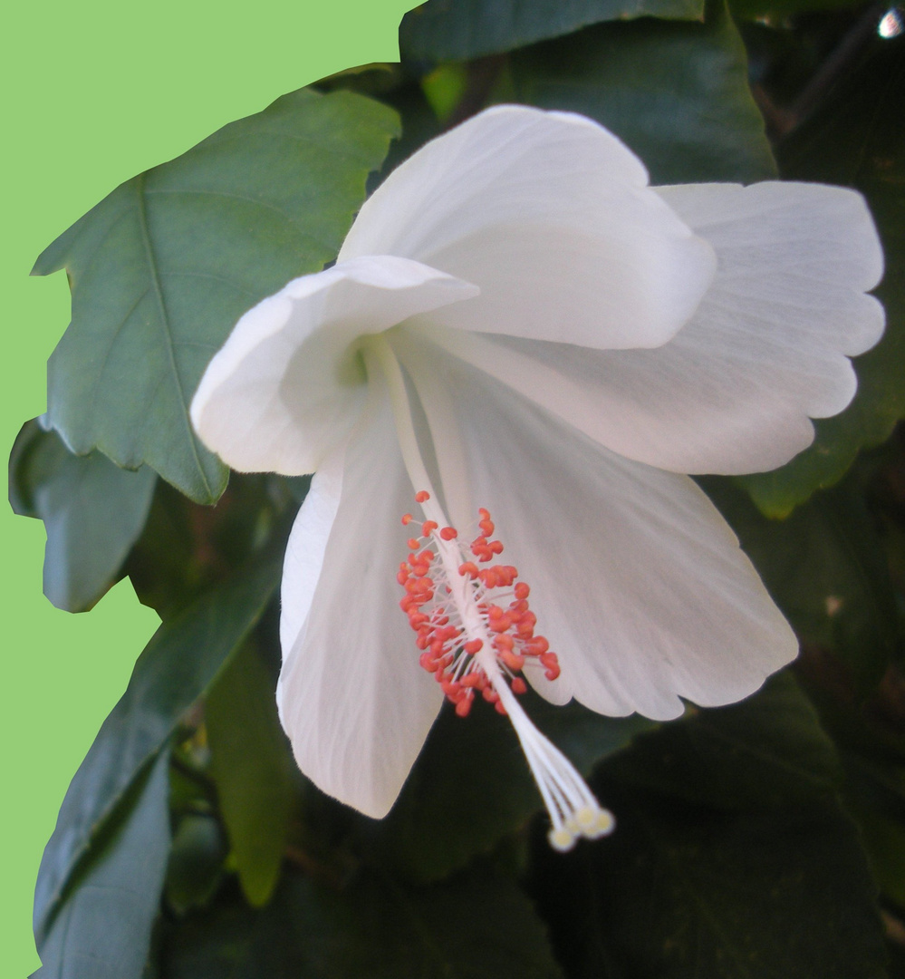 White hibiscus