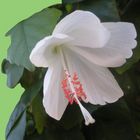 White hibiscus