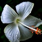 White Hibiscus