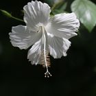 White Hibiscus