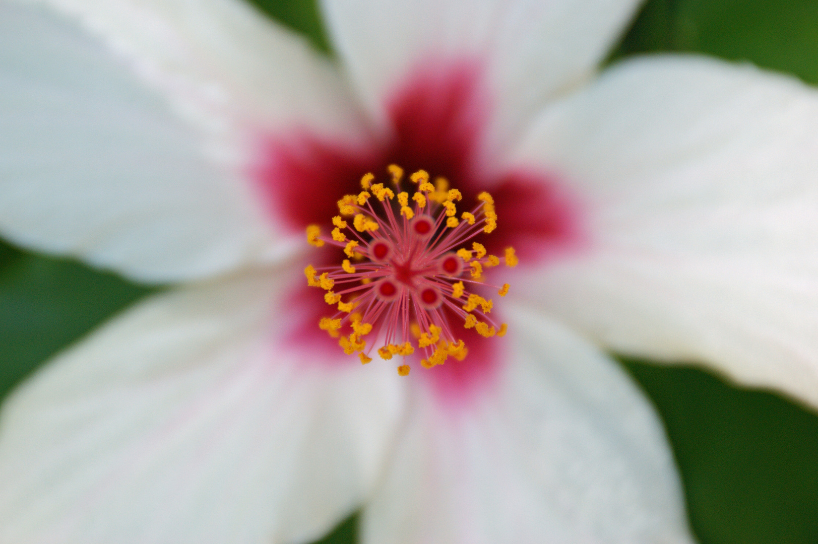 White Hibiscus