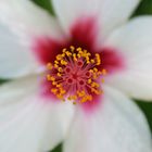 White Hibiscus