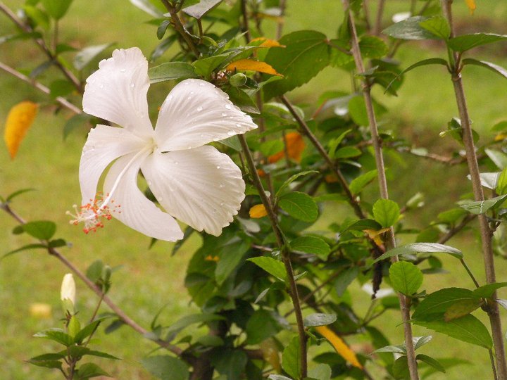 'White' Hibiscus Rosa Sinensis