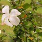 'White' Hibiscus Rosa Sinensis