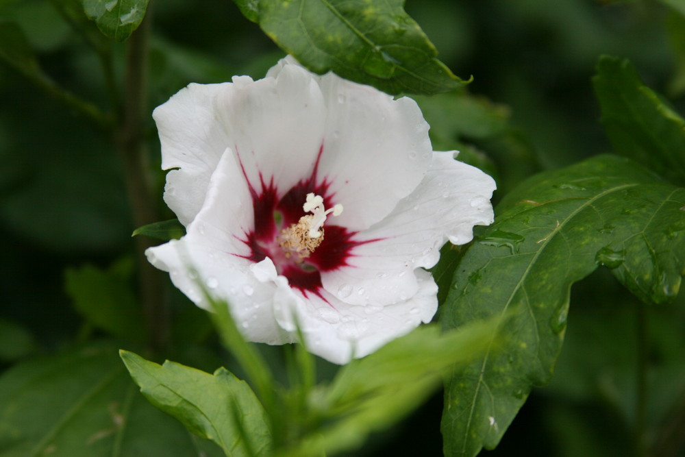 White Hibiskus