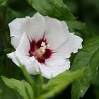 White Hibiskus