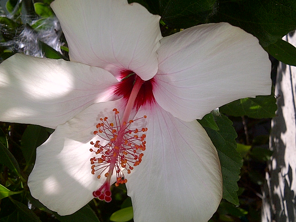 White Hibiskus