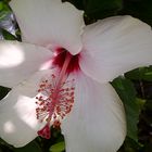 White Hibiskus