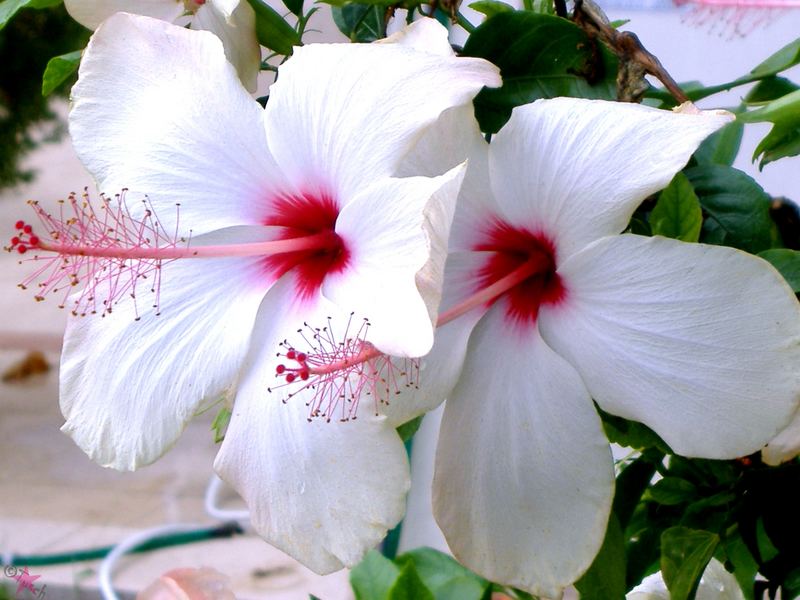 white Hibiskus