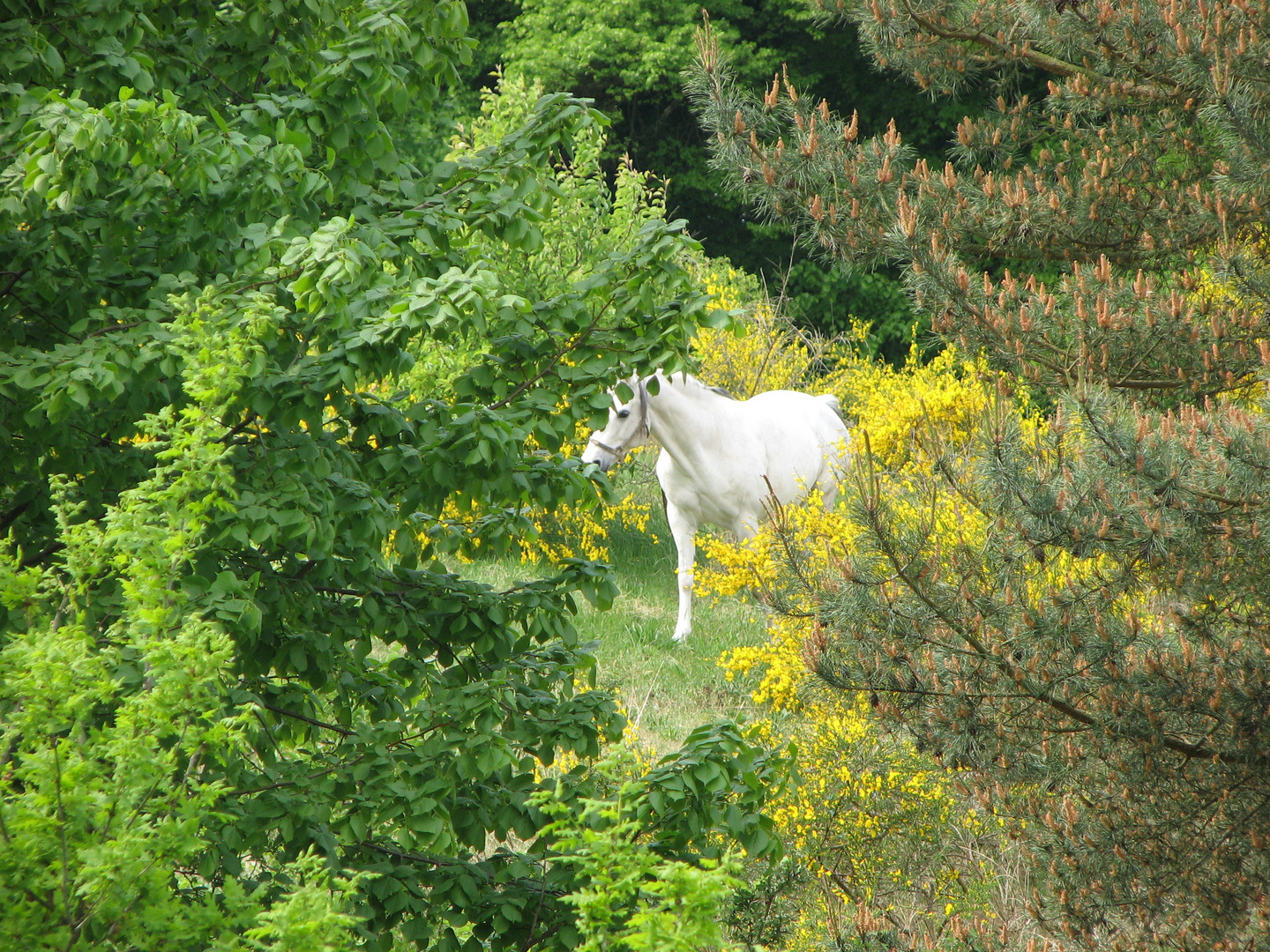 white Horse