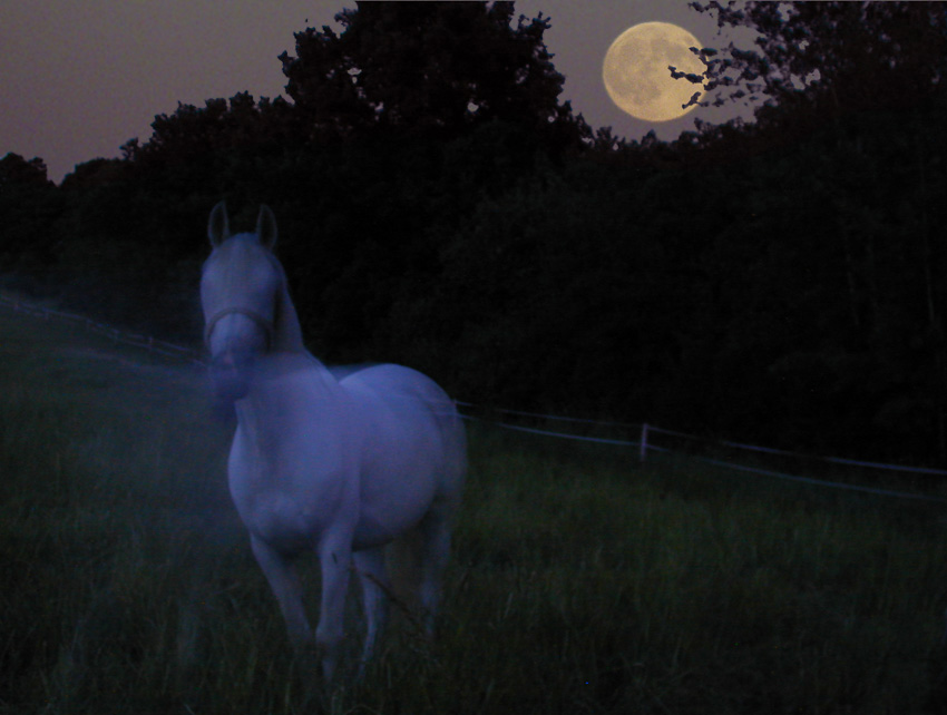 White Horse . . .