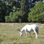 White Horse 2