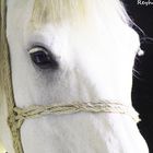 White Horse..