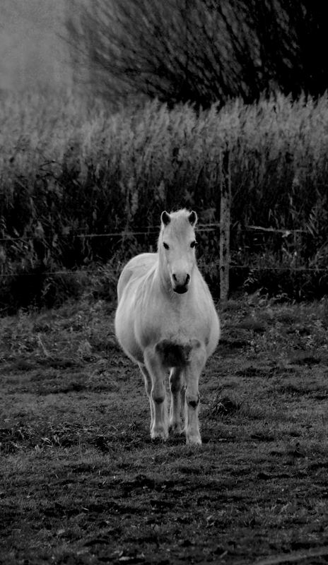 white horse