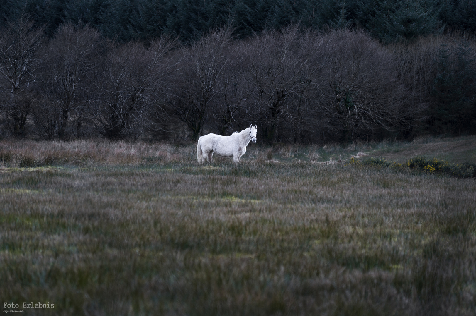 White Horse