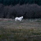 White Horse