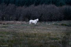 White Horse