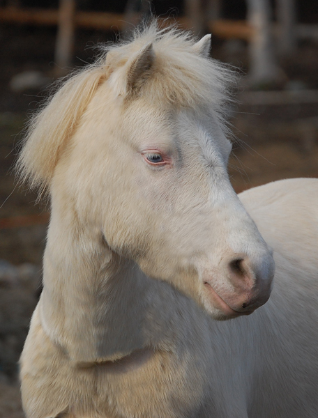 White horse