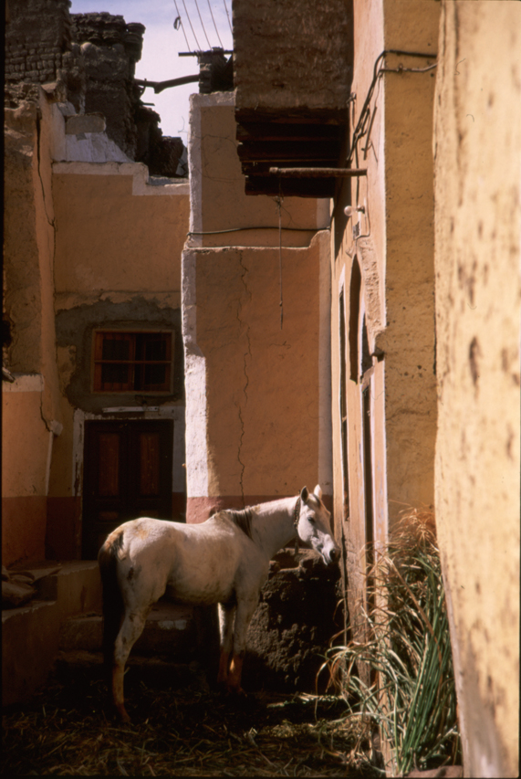 White horse