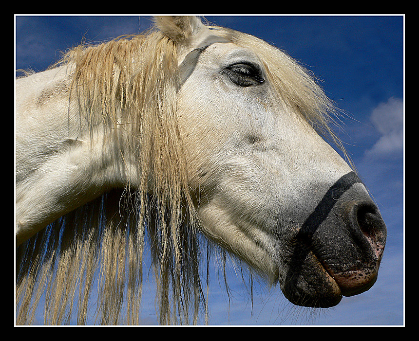 white horse