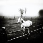 white horse