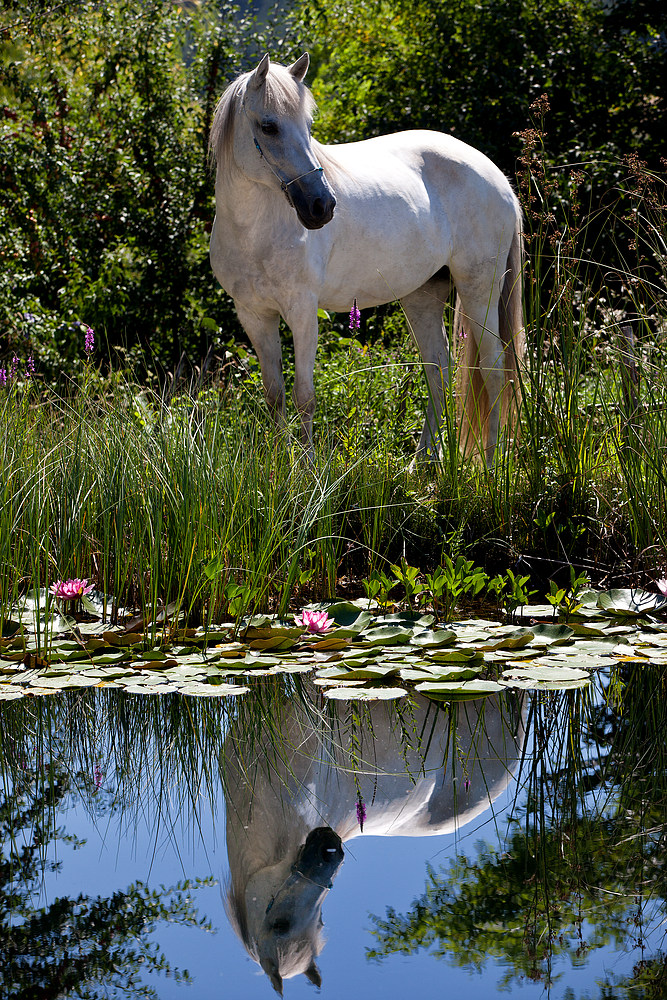 white horse