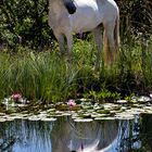 white horse