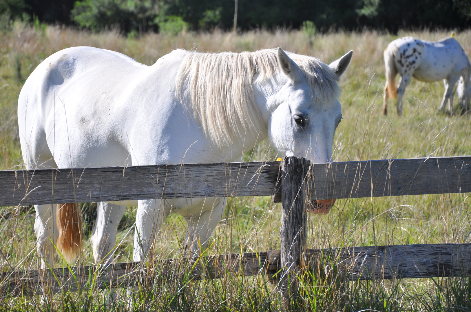 White Horse