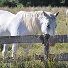 White Horse