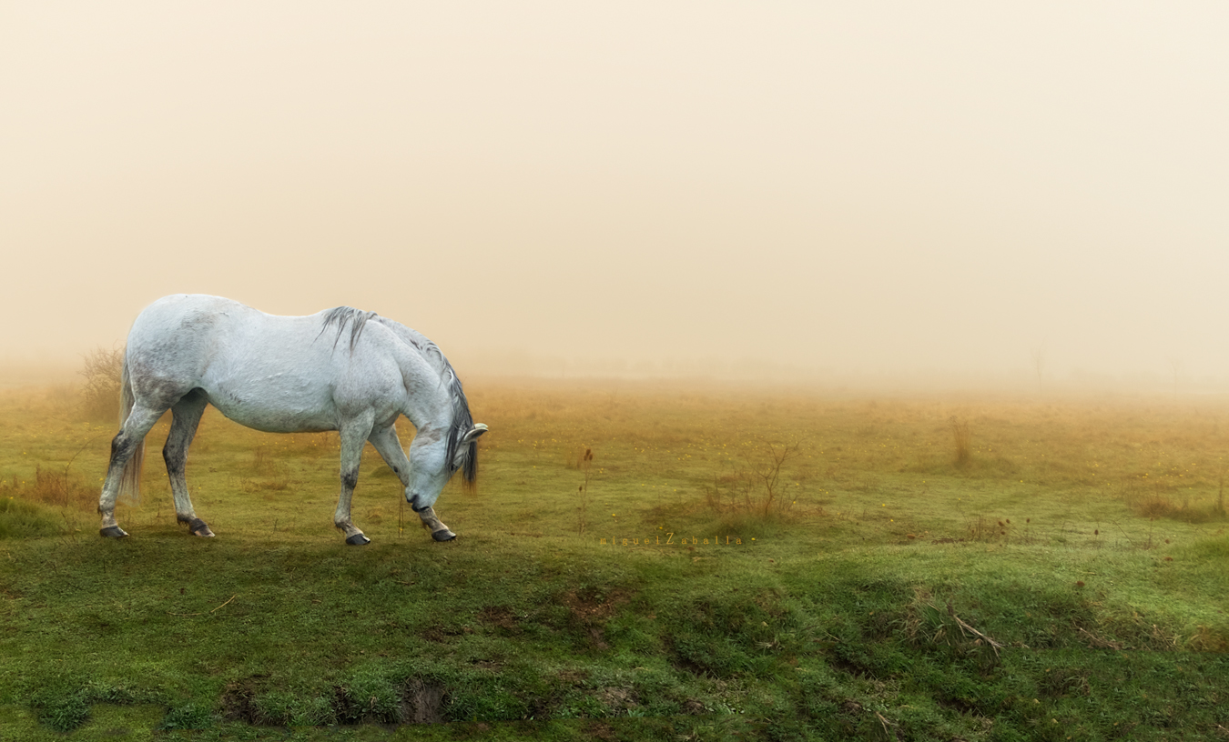 White Horse