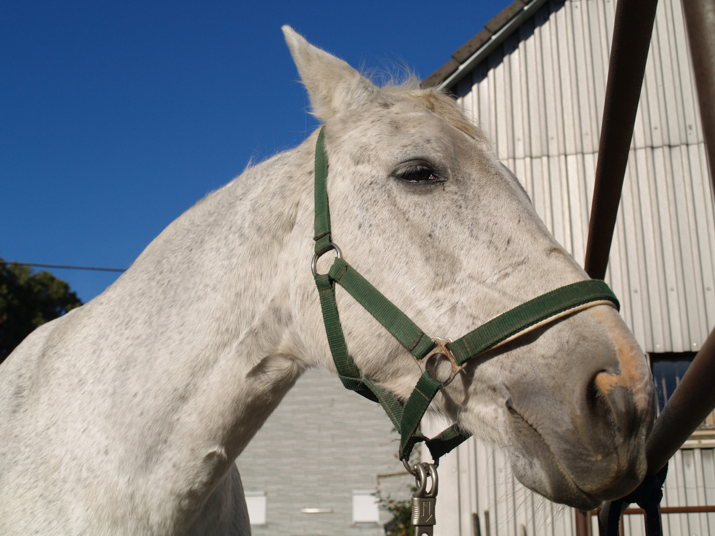 white-horse