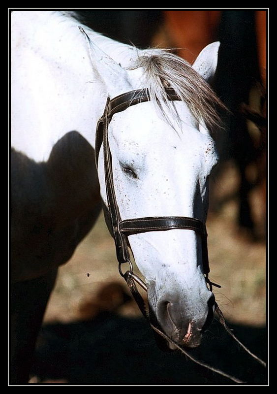 white horse