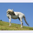 White Horse