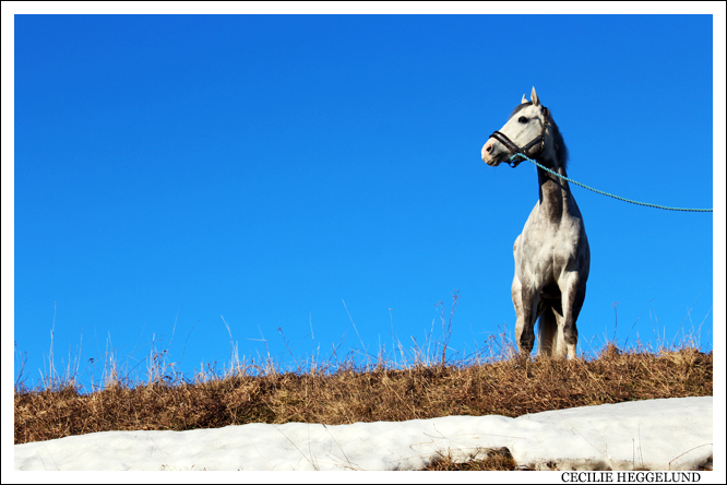 White horse and blue sky