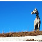 White horse and blue sky