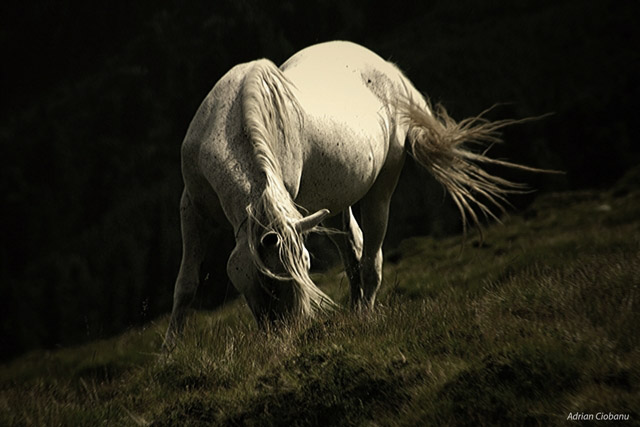 white horse